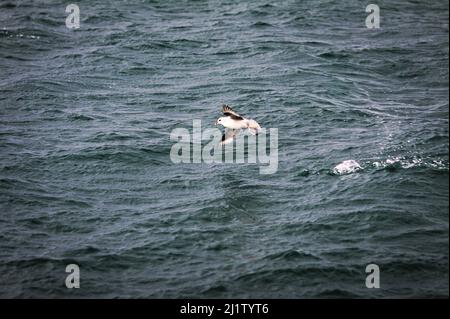 Un gabbiano a Svalbard Foto Stock