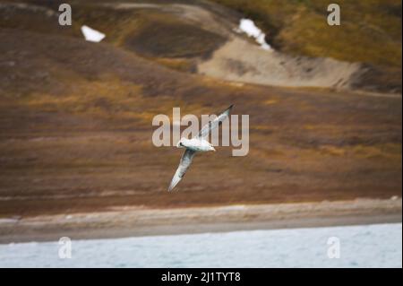 Un gabbiano a Svalbard Foto Stock