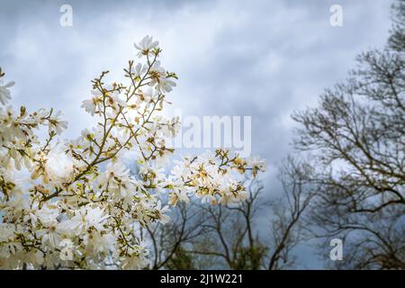 Fiori bianchi di Magnolia loebneri contro il cielo nuvoloso blu Foto Stock