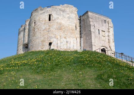 Clifford's Tower (York Castle) a York circondato da Daffodils in primavera. Foto Stock