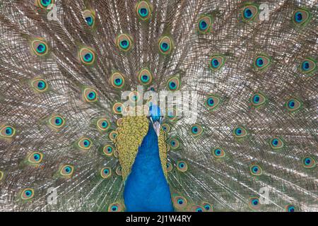 peacock in primavera con belle piume Foto Stock