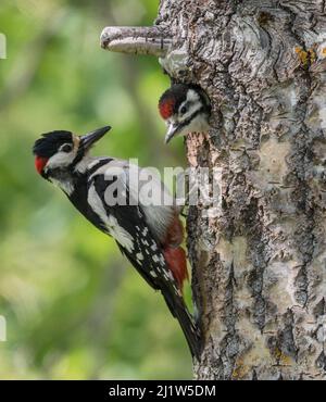 Grande picchio spotted (Dendrocopos maggiore), maschio che nutrono il novellame in nido, Finlandia, giugno. Foto Stock