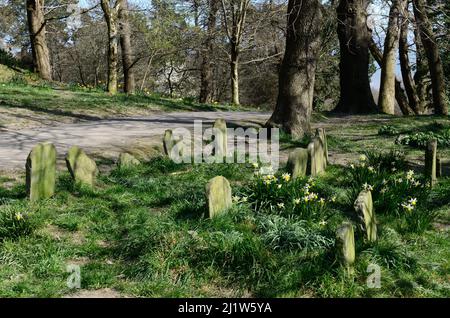 Cane cimitero cemeteryClyne Gardens Swansea Galles UK Foto Stock