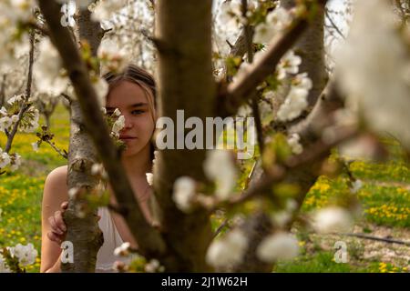 ritratto di una giovane donna in un frutteto ciliegia guardando attraverso rami di albero , immagine romantica primavera . Foto Stock