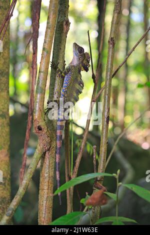 Grande lucertola (Gonocephalus grandis) maschio, Isola di Tioman, Malesia. Foto Stock