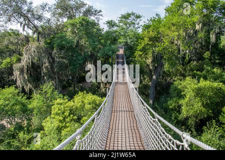 Ponte di corda attraverso cime di alberi drappeggiato con muschio spagnolo (Tillandsia usneides). Santa Ana National Wildlife Refuge, vicino ad Alamo, Hidalgo County, Texas, Foto Stock