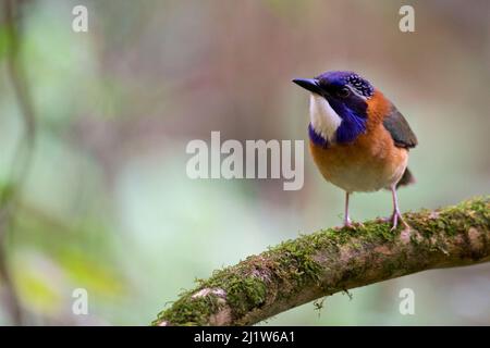 Rullo di terra tipo Pitta (Atelornis pittoides) Riserva Speciale Anjozorobe, Madagascar. Foto Stock