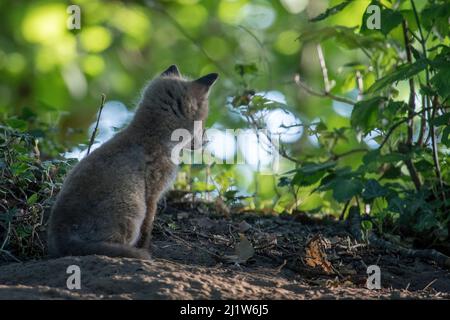 Volpe rossa (Vulpes vulpes) cucciolo seduta guardando in bosco, vista posteriore, Svizzera Foto Stock
