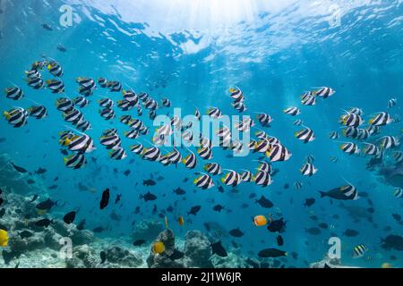 Pesce corallo Pennant (Heniochus acuminatus), sciami, Maldive Foto Stock