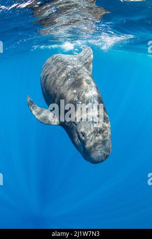 Balena pilota a alce corte (Globicephala macrorhynchus) che nuota sotto la superficie. Tenerife Sud, Isole Canarie, Oceano Atlantico Foto Stock