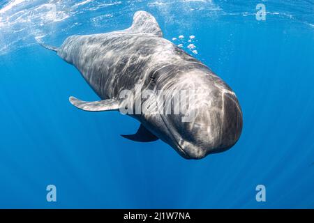 Balena pilota a alce corte (Globicephala macrorhynchus) che nuota sotto la superficie. Tenerife Sud, Isole Canarie, Oceano Atlantico Foto Stock