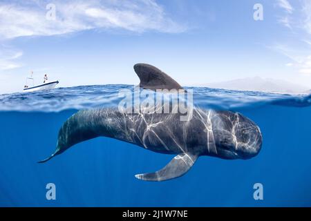 Balena pilota a alce corte (Globicephala macrorhynchus) superficie pinna dorsale. Tenerife Sud, Isole Canarie, Oceano Atlantico Foto Stock