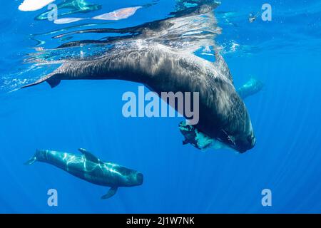 Balena pilota a alce corte (Globicephala macrorhynchus) femmina che porta un vitello morto, con altre persone che nuotano nelle vicinanze. Tenerife Sud, Isole Canarie, Atlantico Foto Stock