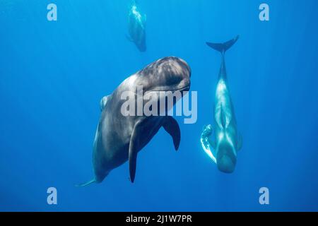 Balena pilota a alce corte (Globicephala macrorhynchus) scorta maschile con femmina che porta il suo vitello morto nuoto nelle vicinanze. Tenerife Sud, Isole Canarie, Foto Stock