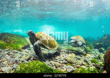 Tartarughe marine verdi Galapagos (Chelonia mydas agassizii) che si nutrono di alghe che crescono su rocce laviche al largo di Isabela Island, Galapagos, Ecuador. Dicembre. Foto Stock