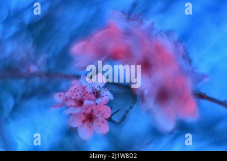 Primo piano di delicati piccoli fiori rosa di sakura in fiore che crescono nel parco contro il cielo blu il giorno della primavera Foto Stock