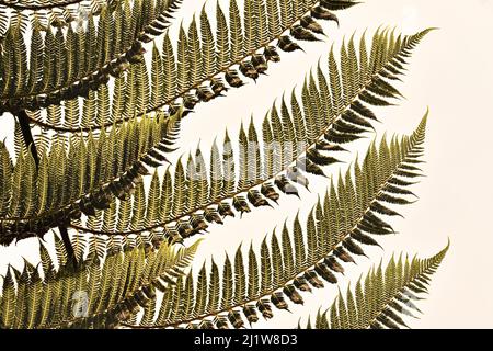 Da sotto nero e bianco di foglie lussureggianti di Alsofila dealbata pianta tropicale come sfondo Foto Stock