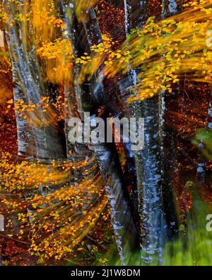Scenario pittoresco di foglie gialle e luminose che cadono da alti alberi che crescono nella foresta il giorno d'autunno Foto Stock