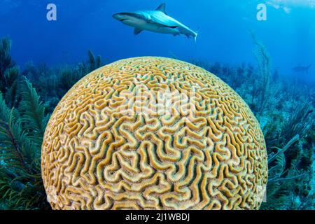 Uno squalo caraibico della barriera corallina (Carcharhinus perezi) nuota su un corallo cerebrale scanalato (Diploria labirinthiformis). Jardines de la Reina, Giardini della Regina Foto Stock