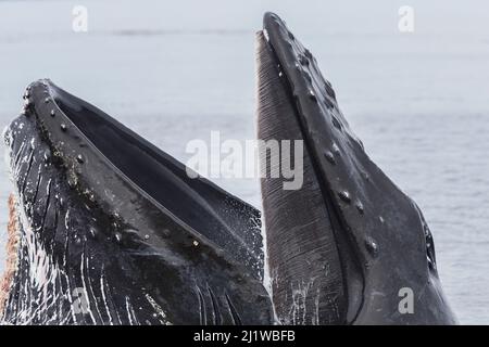 Humpback balena (Megaptera novaeangliae) affondo nutrimento in superficie, mostrando Baleen piatti, Sud-est Alaska, Stati Uniti d'America, agosto Foto Stock