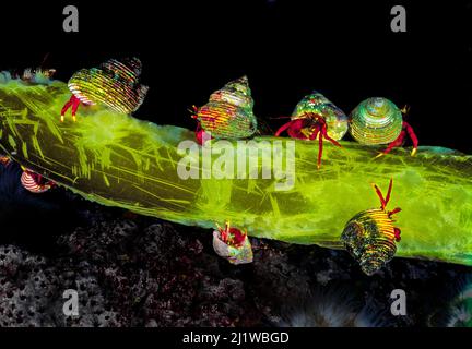 Granchi eremiti di maroon (pagurus hemphilli) in conchiglie di Blue Topsnail (Calliostoma ligatum) Browning Pass, Queen Charlotte Strait, British Columbia, CA Foto Stock