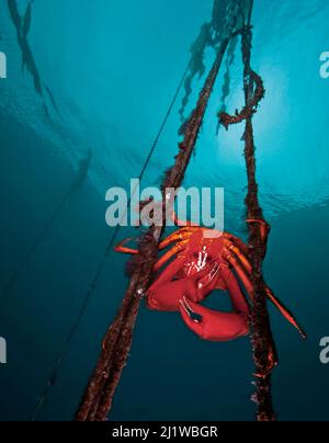 Granchio di kelp settentrionale (Pugettia producta) maschio adulto grande è aggrappato a ciocche di kelp toro (Nereocystis luetkeana). Nigei Island, Queen Charlotte Str Foto Stock