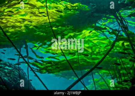 Baldacchino toro kelp (Nereocystis luetkeana) galleggiante sulla superficie che fornisce habitat protettivo per i giovani Rockfishes (Sebastes spp.) Passo di doratura, Foto Stock