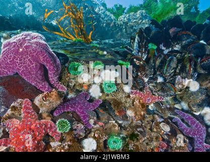 Stelle del mare porpora e ocra (Pisaster ochraceus) che predicavano mitili blu del Pacifico (Mytilus trossulus). Si vedano anche anemoni di Surf Verde (Anthopleura xa Foto Stock