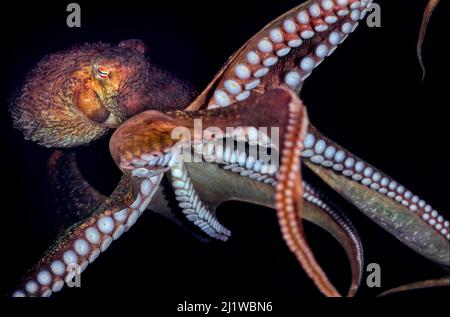 Polpo gigante del Pacifico (Enteroctopus dofleini) con armi e ventose, Vernon Rock, Queen Charlotte Strait, British Columbia, Canada. Settembre. Foto Stock