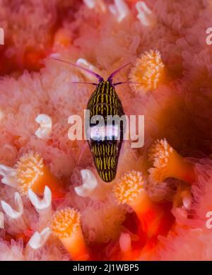 Pulce di mare bianco e nero (Chromopleustes oculatus) su una stella di girasole (Pycnopodia helianthoides), Port Neville, Johnstone Strait, British Columbia, C. Foto Stock