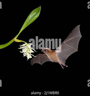 Pipistrello di nettare arancione (Lonchophylla robusta) che si alimenta su orchidea di guscio piccolo (Prosthechea cocleata), foresta pluviale di pianura, Costa Rica. Novembre. Foto Stock