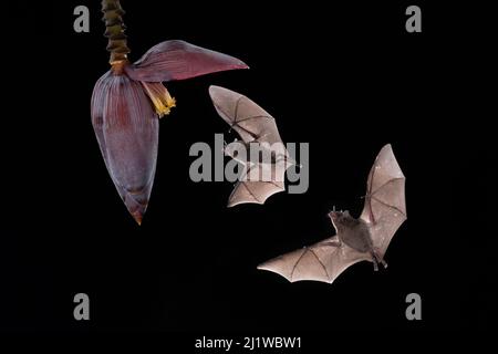 I pipistrelli di Pallas (Glossophaga soricina) che si nutrono di fiori di banana, foresta pluviale di pianura, Costa Rica. Novembre. Foto Stock