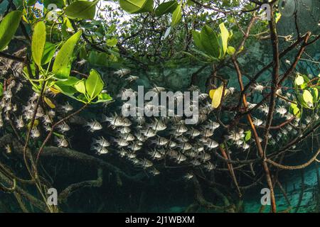 Pesce cardinalico Orbiculato (Sphaeramia orbicularis) che si trova al riparo tra le radici di mangrovie (Rhizophora sp.) in Raja Ampat, Papua occidentale, Indonesia. Pacifico o Foto Stock