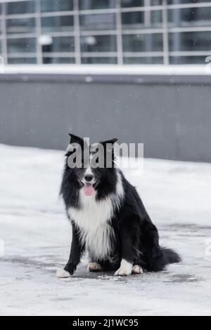 Collie di confine seduta sulla neve sulla strada urbana Foto Stock