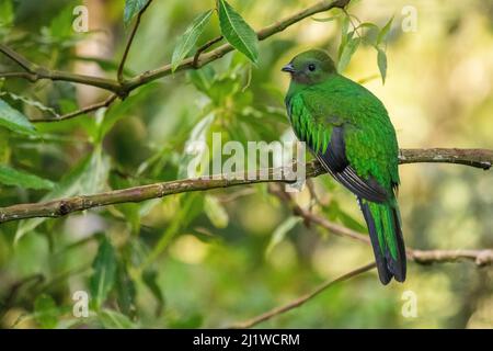 Ramplent quetzal (Pharomachrus mocinno) femmina, Talamanca montagne, Costa Rica. Foto Stock