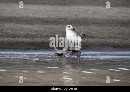molti squali morti si diriga sulla spiaggia dopo la pinna Foto Stock