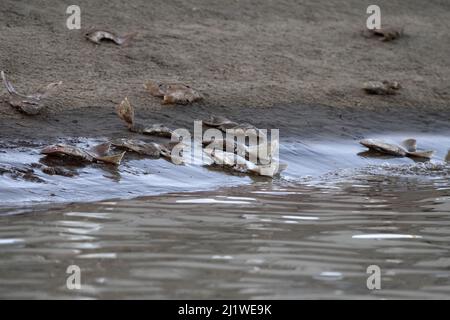 molti squali morti si diriga sulla spiaggia dopo la pinna Foto Stock