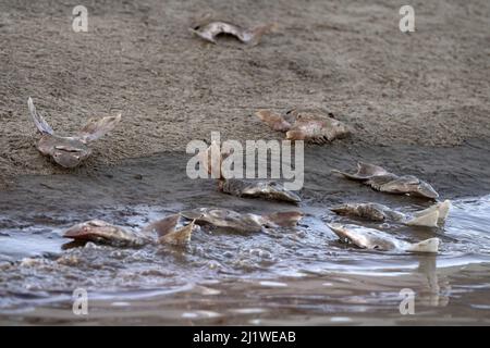 molti squali morti si diriga sulla spiaggia dopo la pinna Foto Stock