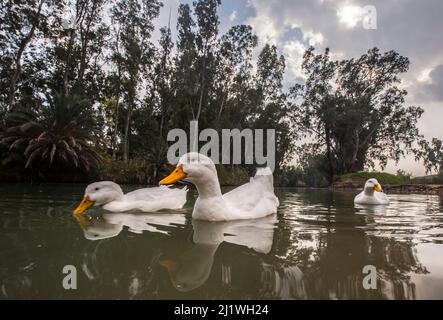 Anatre nuotare in un stagno Foto Stock