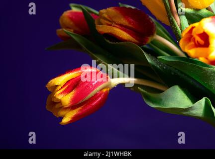 tulipani gialli-rossi con gocce d'acqua su sfondo viola scuro dello studio Foto Stock