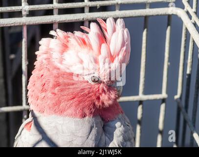 Esotica Rosa Kakadu-Galah, pappagallo australiano. Foto Stock