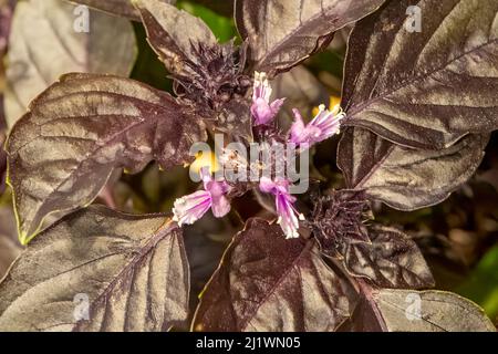 Basilico Ocimum, Basilico viola Opale scuro Foto Stock