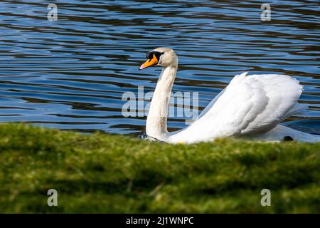 Un cigno che scivola sul lago a Stourhead, Stourton, Wiltshire, Regno Unito Foto Stock