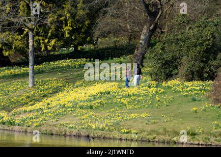 Camminando attraverso i naffodils primaverili a Stourhead Gardens, Stourton, Wiltshire, Regno Unito Foto Stock