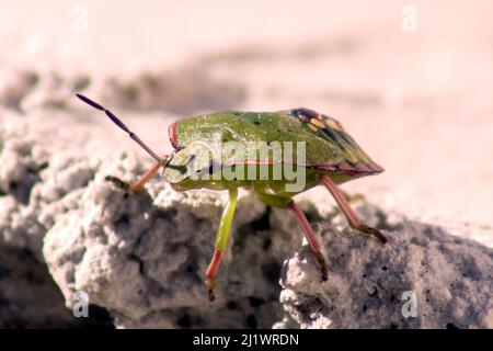 Nezara viridula, Southern Green Shield Bug Foto Stock