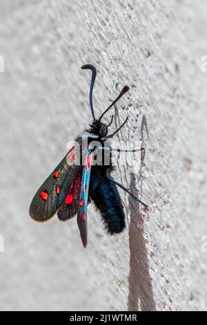 Zygaena lavandulae, Burnett Moth Foto Stock