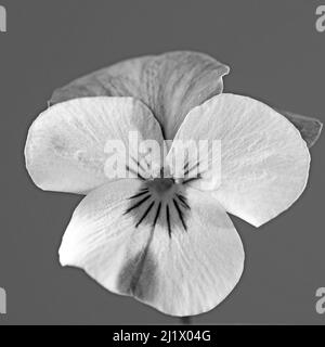 Primo piano di fiori di violetta cornuta (viola cornuta) in bianco e nero Foto Stock
