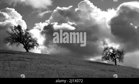 Bianco e nero con alberi e nuvole su una collina Foto Stock