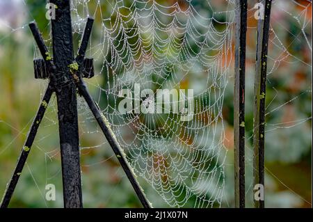 Belle gocce d'acqua che si aggrappano su una ragnatela, proprio come una tenda trasparente perle. Foto Stock