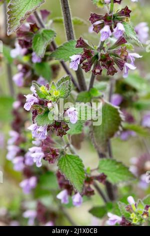 L'horehound nero Ballota nigra che cresce sulle pendici del Great Ormes testa Llandudno Galles del Nord Foto Stock